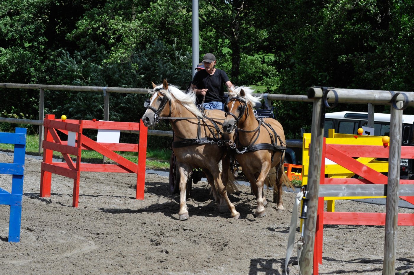 Pferdegespann der Fahr- und Reitergruppe mit Haflingern — gelebte Fahrsport-Tradition